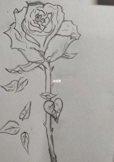 素描花朵图片简单唯美（素描花朵图片简单唯美一步一步）
