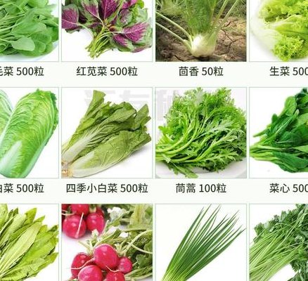 青菜种类（蔬菜种类100种名称）