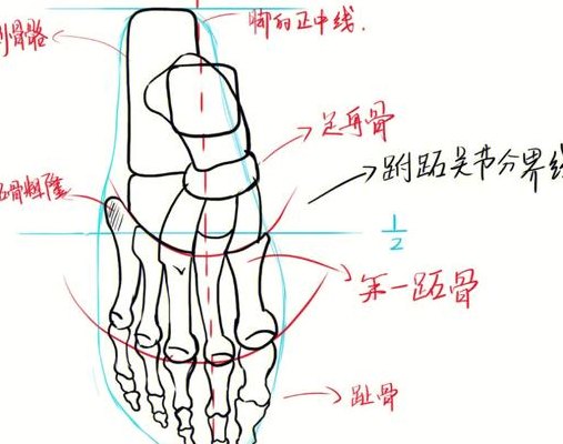 脚关节部位的名称图解（脚关节分布图）