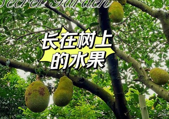中国榴莲产地都在哪里（中国榴莲产地有哪些地方）