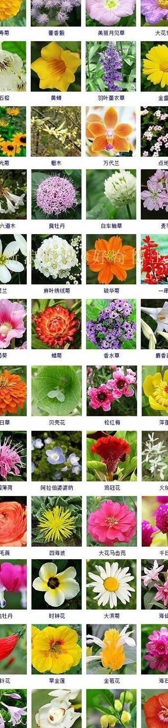 花名大全图片名称（花名大全及图片）
