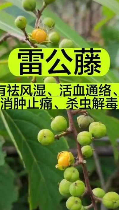 雷公藤副作用（雷公藤副作用和危害）
