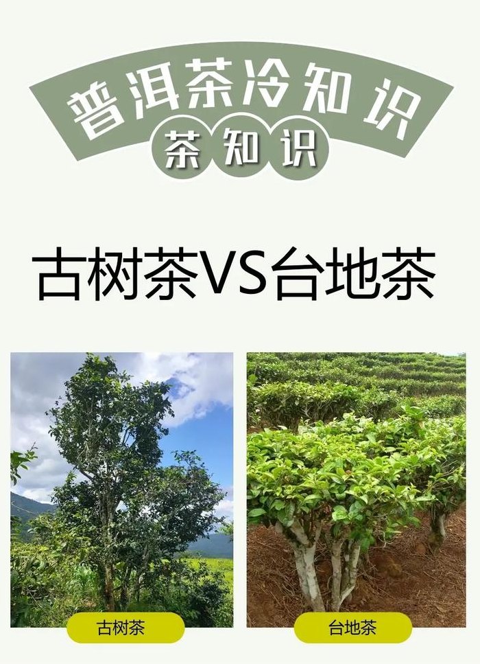 茶果间作种植方式的茶是什么（茶果间作种植方式的茶是什么茶叶）