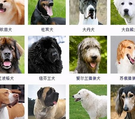 大型犬排行榜（大型犬排行榜前十名品种）