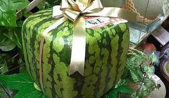 方形西瓜（方形西瓜的变异属于什么变异）