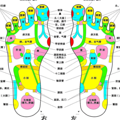 脚图解结构（脚图解结构图片大全高清）
