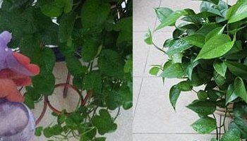 绿萝冬天怎么浇水（绿萝冬天怎么浇水多久）