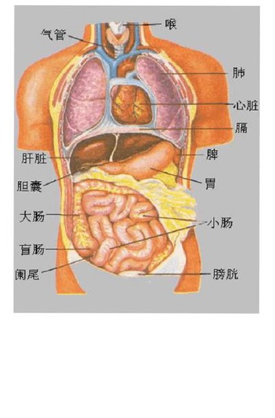 人体结构位置图（人体结构位置图解）