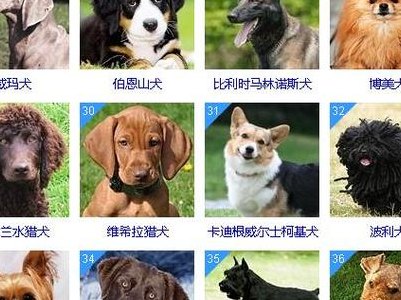 十大聪明名犬（十大聪明名犬排行榜前十名）