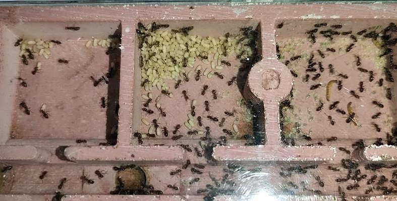 蚂蚁的生活环境（蚁后肚子切开样子）