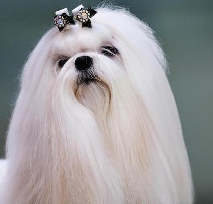 中国名犬图片大全（中国名犬图片大全价格）