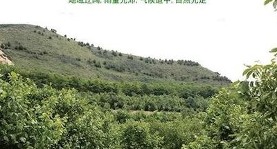 核桃产地（核桃产地是哪里最好）