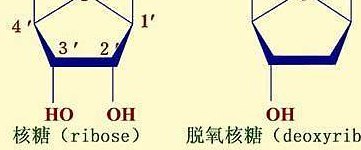 关于脱氧核糖的信息