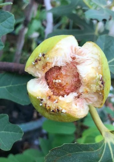 无花果有花吗（无花果有花吗?它的花在哪）