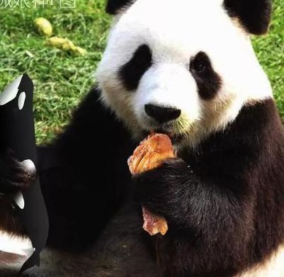 大熊猫吃肉吗（大熊猫吃肉吗?为什么后来吃竹笋的形象这么深刻?）