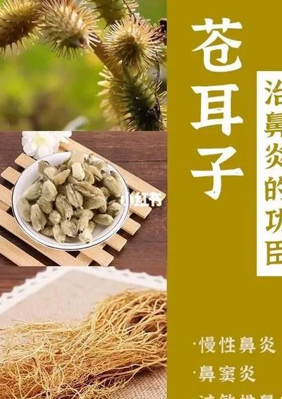 怎么治疗鼻炎（苍耳怎么治疗鼻炎）
