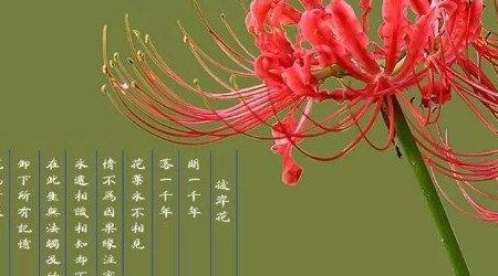 养彼岸花有什么禁忌吗（养彼岸花好不好）