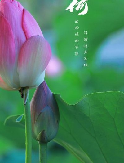 荷月是几月份（被称为荷月的月份是什么?）