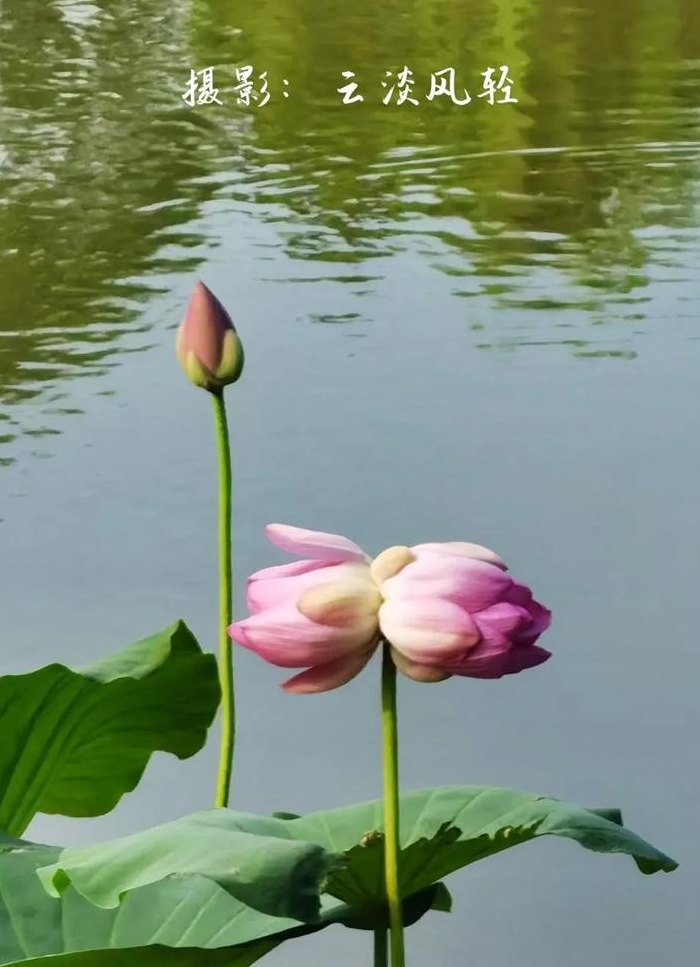 并蒂莲的象征意义（并蒂莲寓意）