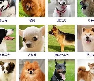 狗种类名称大全（178种狗狗种类 名字）