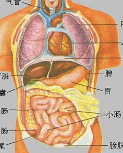 人体五脏图六腑图片（人体五脏图六腑图片大全）