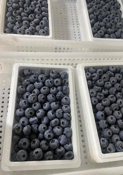 蓝莓价格多少钱一斤（蓝莓价格多少钱一斤2024）