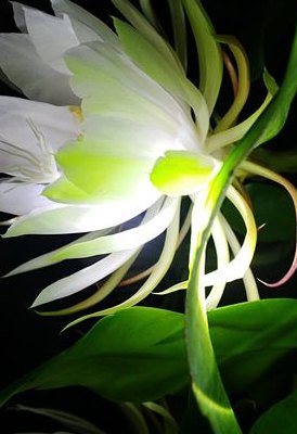 看昙花一现是什么生肖（昙花一现是什么生肖代什么动物）