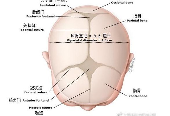 头部结构图（新生儿头部结构图）