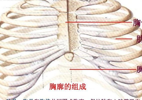 肋骨在哪个位置（右侧第四肋骨在哪个位置）