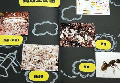 蚂蚁蚁后是怎么来的（蚁后是怎样产生的）