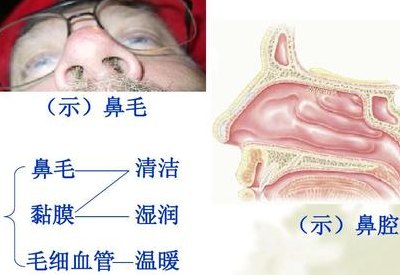 北鼻是什么意思（网络语北鼻是什么意思）