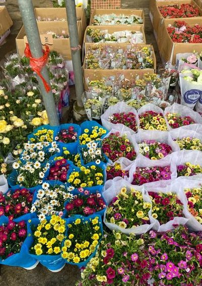 张家口市花（张家口市花卉市场在哪）
