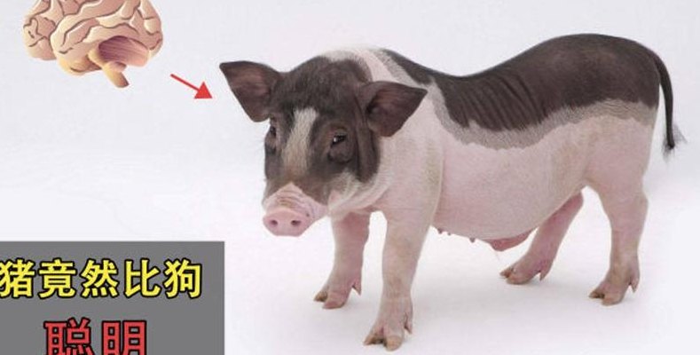 猪的智商（猪的智商比狗高吗）