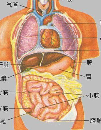人体图五脏的位置图（人体图肝的位置示意图）