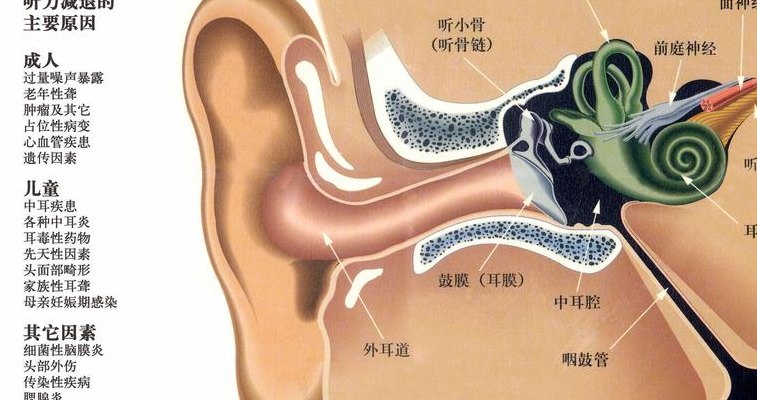 耳朵的构造高清图（耳朵的构造高清图片大全）