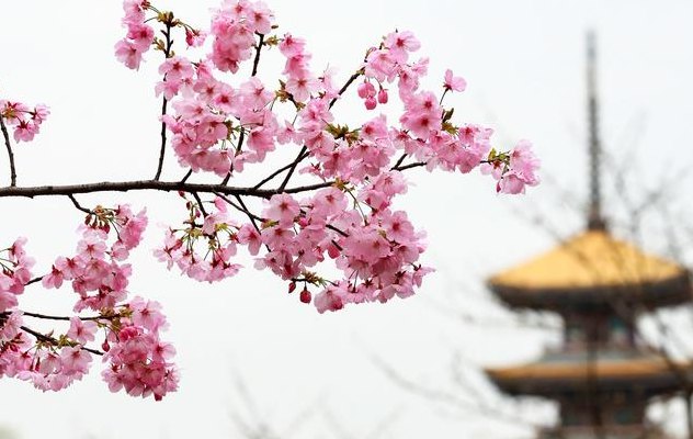 武汉市花是什么花（武汉市市花是什么花啊）