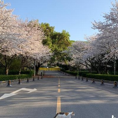 武汉大学樱花大道（武汉大学樱花大道图片）
