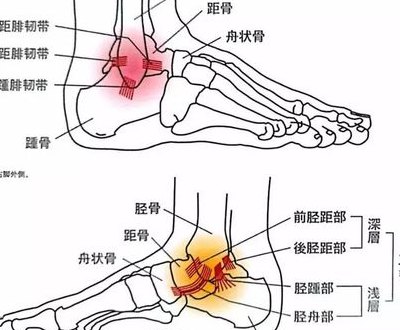 脚各个关节名称图解（脚的各关节名称）