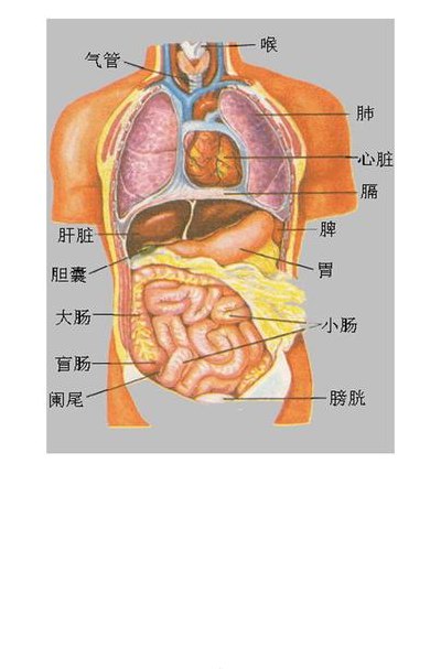 身体部位图名称器官（身体各部位图解 器官）