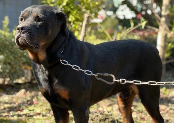 十大名犬排行榜（十大名犬排行榜图片罗威纳视频）