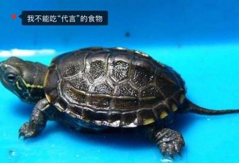 乌龟不吃东西能活多久（乌龟不吃东西能活几天?）