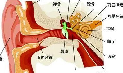 耳的结构图（耳的结构图怎么画）