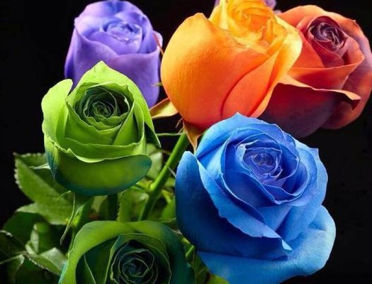 12种不同颜色的玫瑰花（26种常见玫瑰花品种图片）