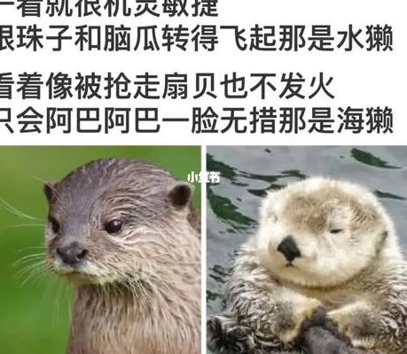 水濑和水獭区别（水濑和水獭区别图片）