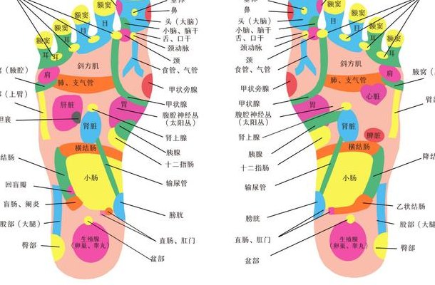脚对应的器官图解（脚对应的部位图）