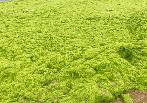 浒苔产生的原因（浒苔生成主要跟什么有关）