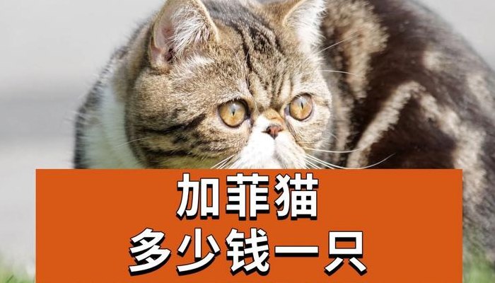 一只加菲猫大概多少钱（一般加菲猫多少钱一只）