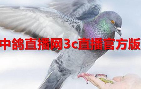 中国信鸽直播网（中国信鸽直播网赛事直播平台）