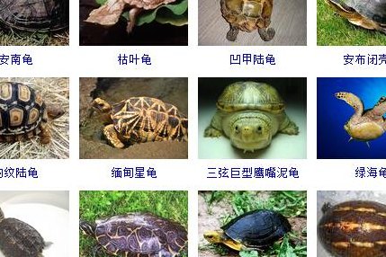 中国乌龟品种大全图（中国乌龟品种大全图片）