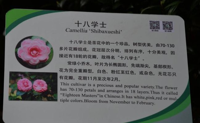 山茶花的资料（山茶花的资料卡怎么写）